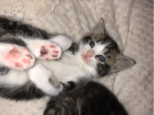 Maine Coon γατάκια προς πώληση